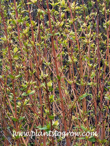 Winter Beauty Dogwood (Cornus sanguinea)